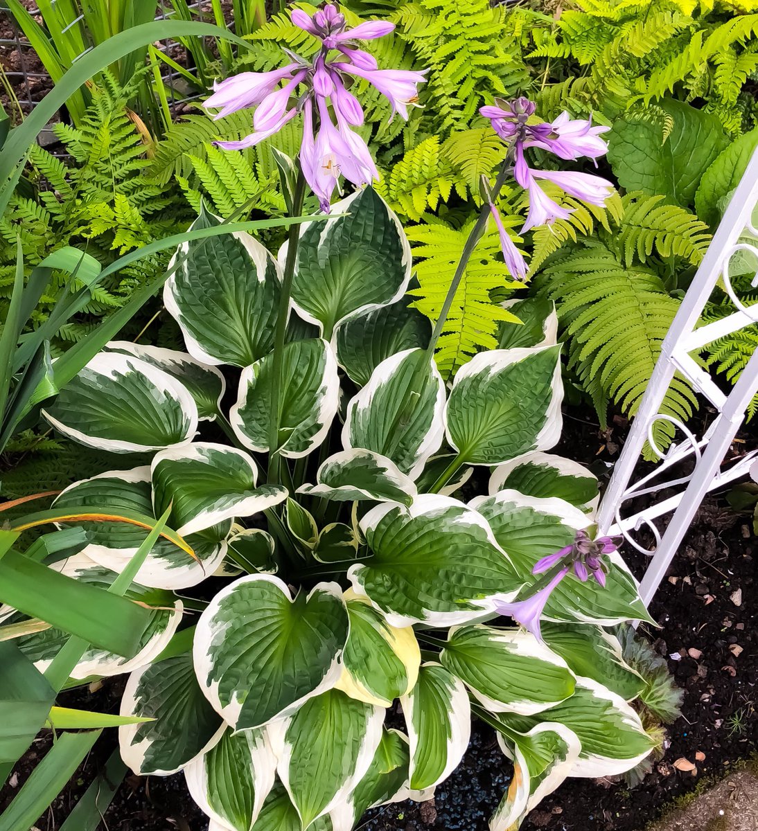 PollandMichelle's tweet photo. I canโt believe my hostas are still nibble free! ๐ #hosta #foliage #shadycorner #gardens #gardening #lovegardening https://t.co/LDC5E2F4Rz
