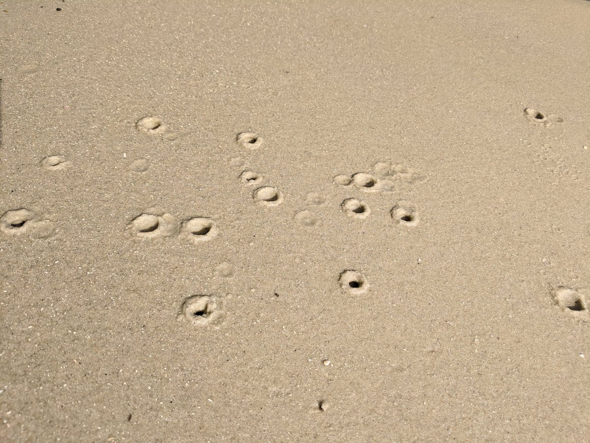 jweber3rd's tweet photo. #MathPhoto18 #Circles #Holes excavated by #infauna #JekyllIsland #GoldenIsles https://t.co/lbAF3UMTNY