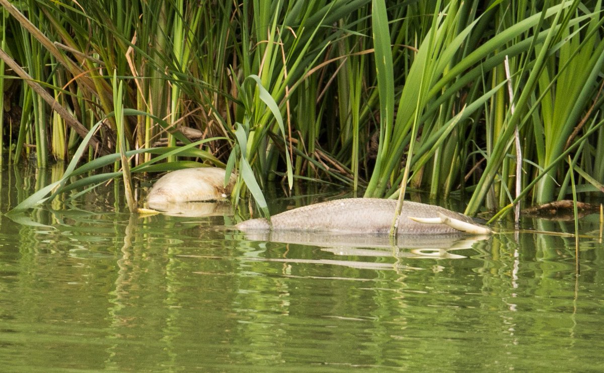 TINA RALPH tweet media