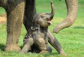 BiologistDan's tweet photo. RT if you like elephants and think there can never be too many elephants in the wild

#WorldElephantDay https://t.co/qqNz9Pqrmt