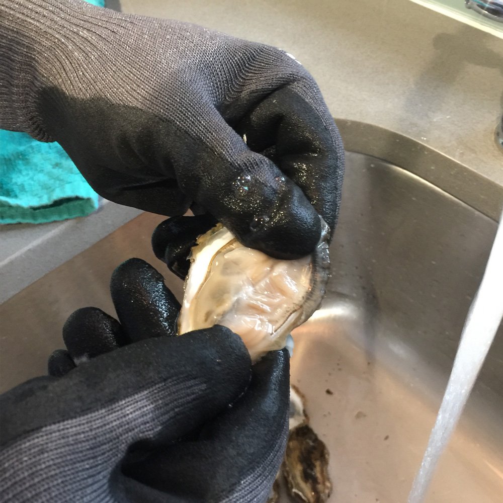 We put on the <a href="/MilwaukeeTool/">Milwaukee Tool</a>    Cut Level 5 Dipped Gloves and utilized them while oyster shucking. Worked great. Best part? The SMARTSWIPE palm/finger tips allowed us to use our smartphone. #milwaukeetools

Available at Tools-Plus.com : ow.ly/bE5F30lmLRz