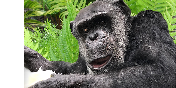 CFGA's tweet photo. #Chimpanzee Joe is our featured senior sanctuary resident on this #SeniorSunday.
#chimpfacts #chimplife #panthoots #chimpanzee #chimpanzees #ape #apes #greatape #greatapes #greatapemoment #sanctuary #sanctuarylife #greatapesanctuary #wildlifesanctuary https://t.co/j5OiPJo9Om