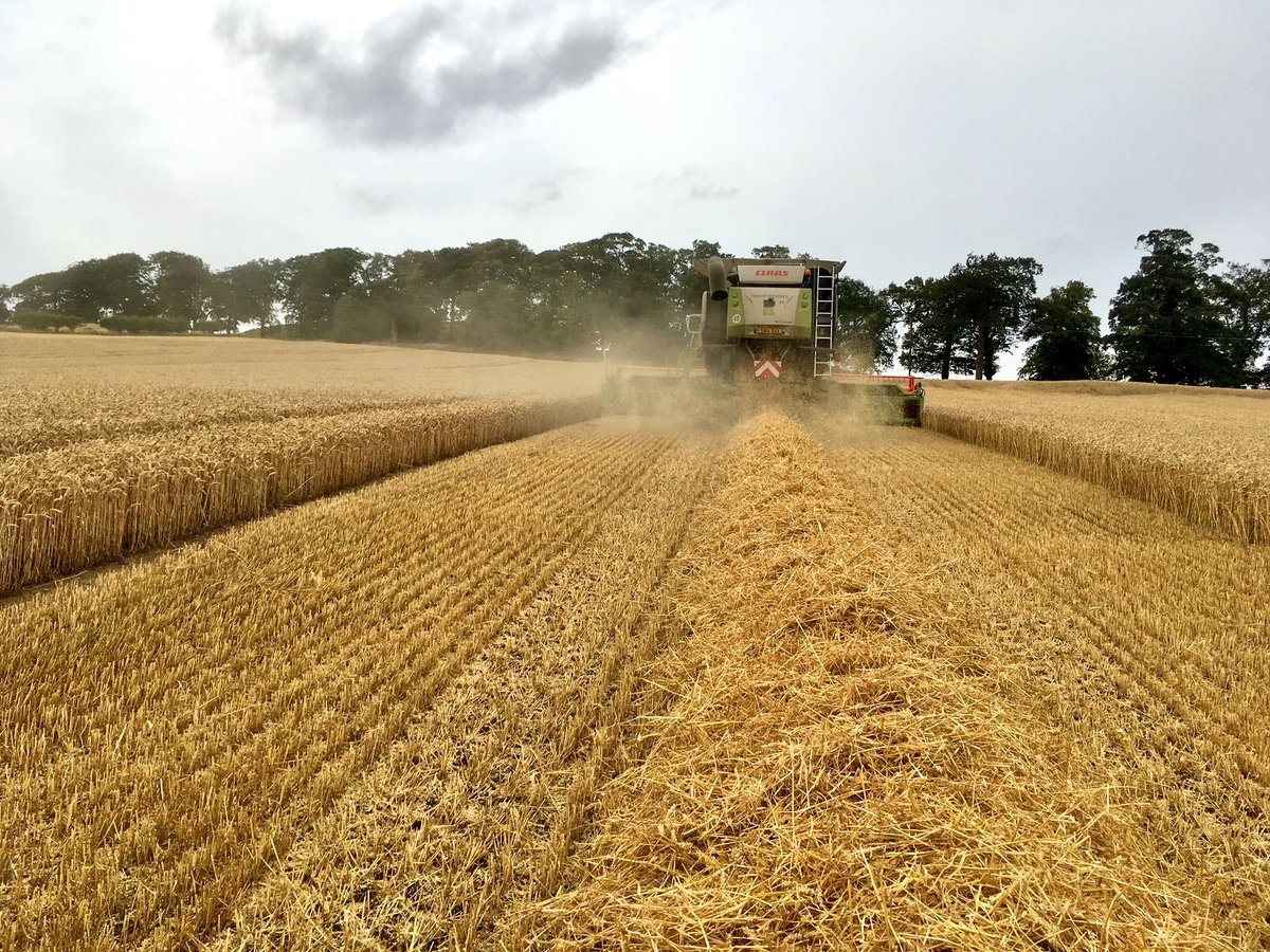 agronomyben's tweet photo. Seed crop of @ragtseedsuk Gravity #wheat being cut yesterday. Looked very impressive all year with impressive autumn vigour. #BarnFiller #harvest18 #claas https://t.co/yUEQ63nqzD