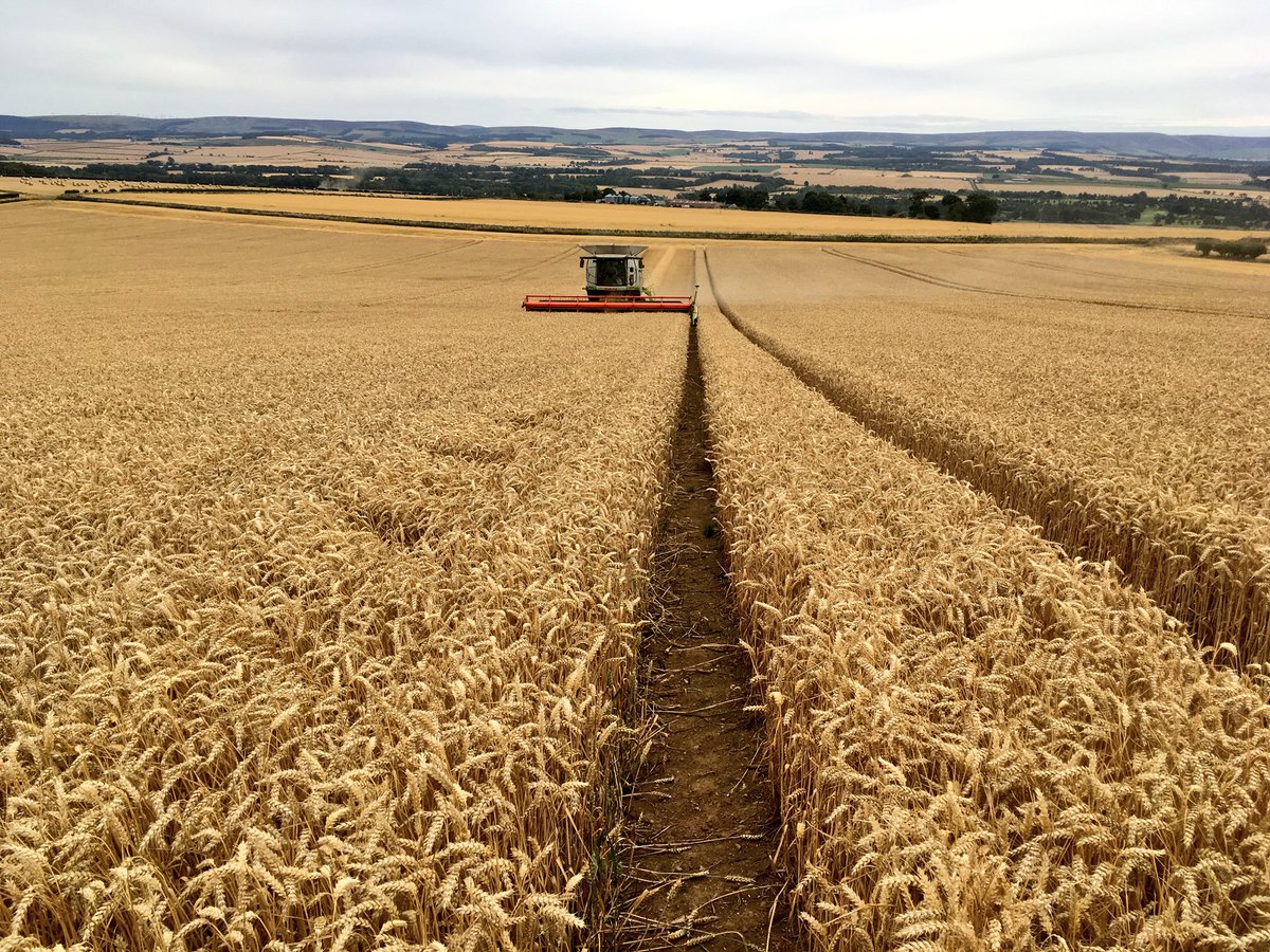 agronomyben's tweet photo. Seed crop of @ragtseedsuk Gravity #wheat being cut yesterday. Looked very impressive all year with impressive autumn vigour. #BarnFiller #harvest18 #claas https://t.co/yUEQ63nqzD