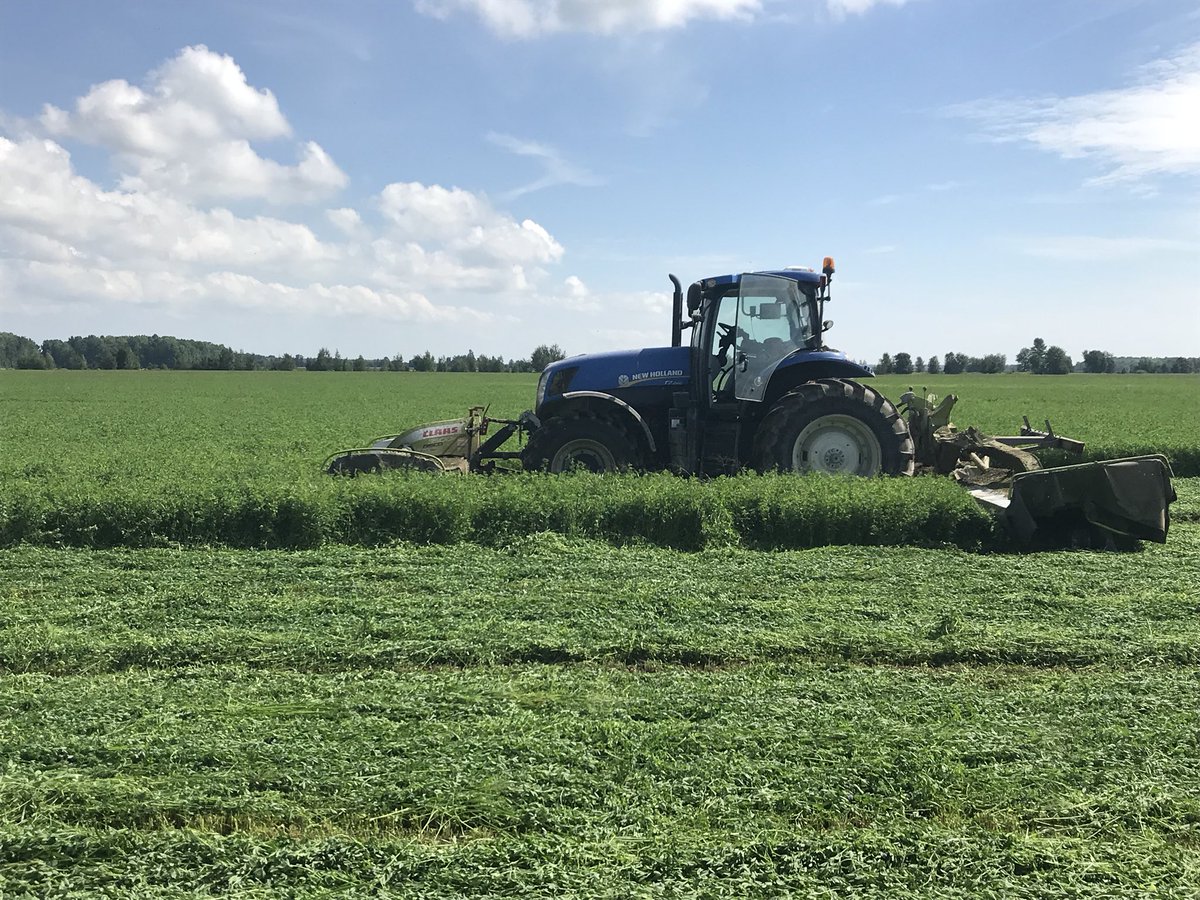 NewbrabantFarms's tweet photo. Some nice looking 2nd cut #newseeding https://t.co/hSCw0wFiU5