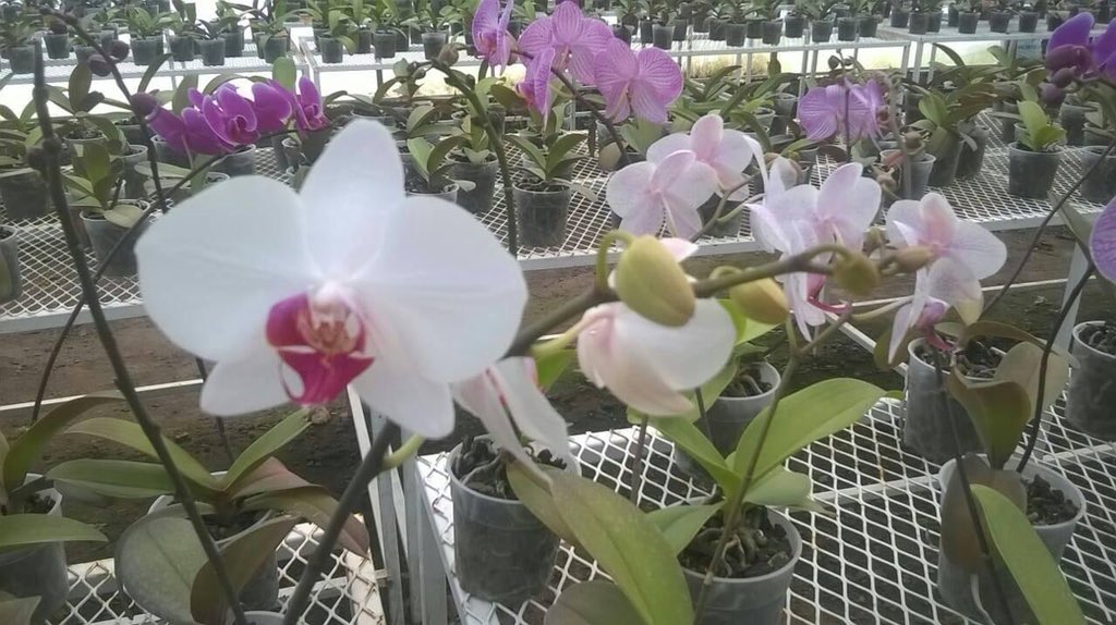 consiah_sc's tweet photo. Producción de Phalaepnosis en la localidad de Mixtla, municipio de Xochicoatlan, Hgo, dentro del PESA “Flores y Follajes Xochitepetl SPR” @PESAMEXICO @SEDAGRO_HIDALGO @SagarpaHgo @ecarizpe @OrsLic https://t.co/CALxGqzaBy