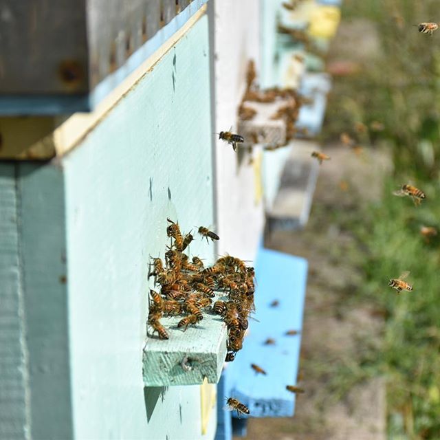 beewebapp's tweet image. love ❤️❤️❤️❤️
#beekeeping #beekeepers #beekeeperslife #beekeeper #beehives #bees #bees🐝 #imker #imkerei #meli #apicultor #apiculteur #apiculture #apicoltura #apiary #apiarist #pčelarstvo #čebele #honig #honigbiene