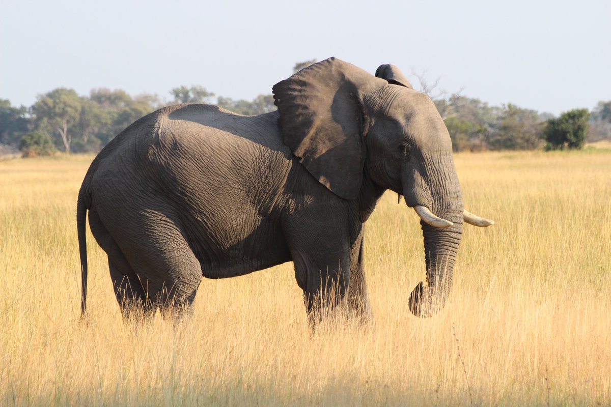 3rd_Otter's tweet photo. Happy #WorldElephantDay; the Okavango Delta is a great place to view these amazing animals! @andbeyondtravel https://t.co/JwICw70a4A