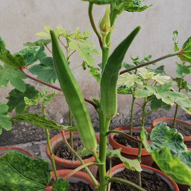 asimnawaz214's tweet photo. Harvest Okra at home. #gardners #photoftheday #ediblegarden #raisedbed #lovegarden #food #harvest #gardenlove #veggieshomekitchen #vegetablegarden #backyardgarden #energy #instarain #okrareceipes #mygarden #organicgarden #okratips #beautiful #okra #summerfood #gardengrow #tasty https://t.co/HlWisShocT