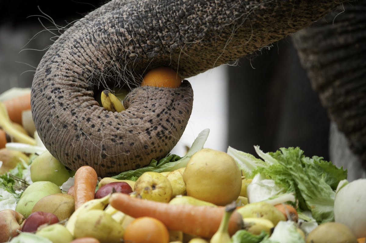 Don’t let the lack of food safety be the elephant in the room at your next gathering! Practice safe food handling to keep you &amp; your guests safe from food poisoning. Summer food safety tips:  go.usa.gov/xUZ9U #NationalElephantDay