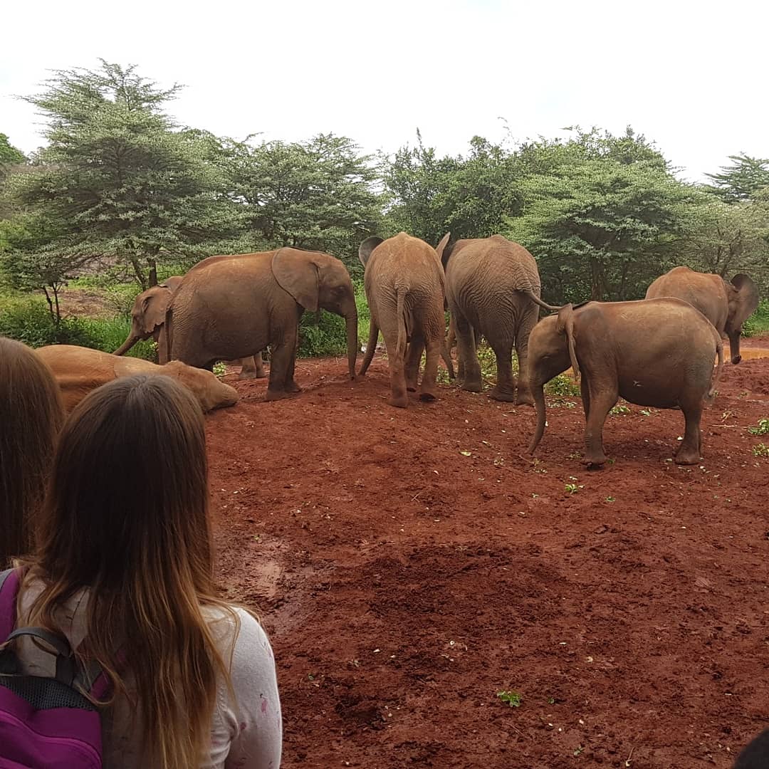 Throwback to May this year, seeing these majestic creatures at the #DavidSheldrickWildlifeTrust (@DSWT), Nairobi
#WorldElephantDay