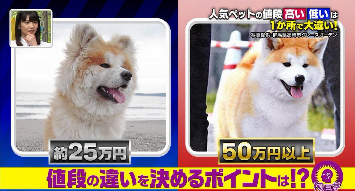 Poico 21 Sur Twitter 道重さん 秋田犬の値段の違いを決めるポイントは 道重 毛並みのふわふわ感 触り心地 正解は毛の長さ 道重 あっ ちょっと惜しかった 初耳学