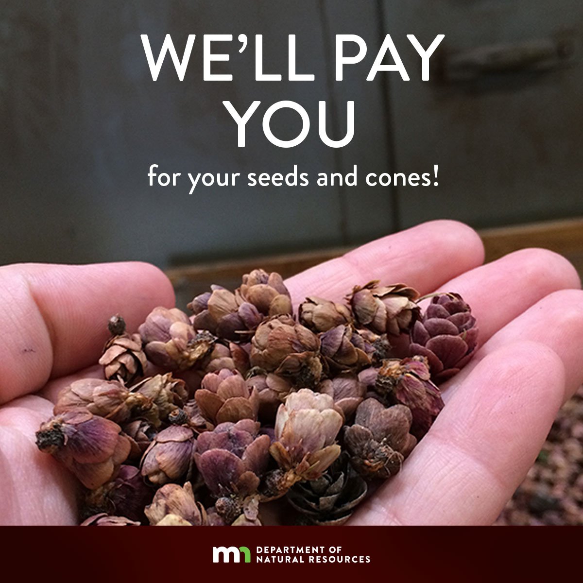mndnr's tweet image. You can make money by selling the DNR seeds and cones you've collected on your property or in #StateForests. Contact your local forestry office for more info. mndnr.gov/forestry/nurse…