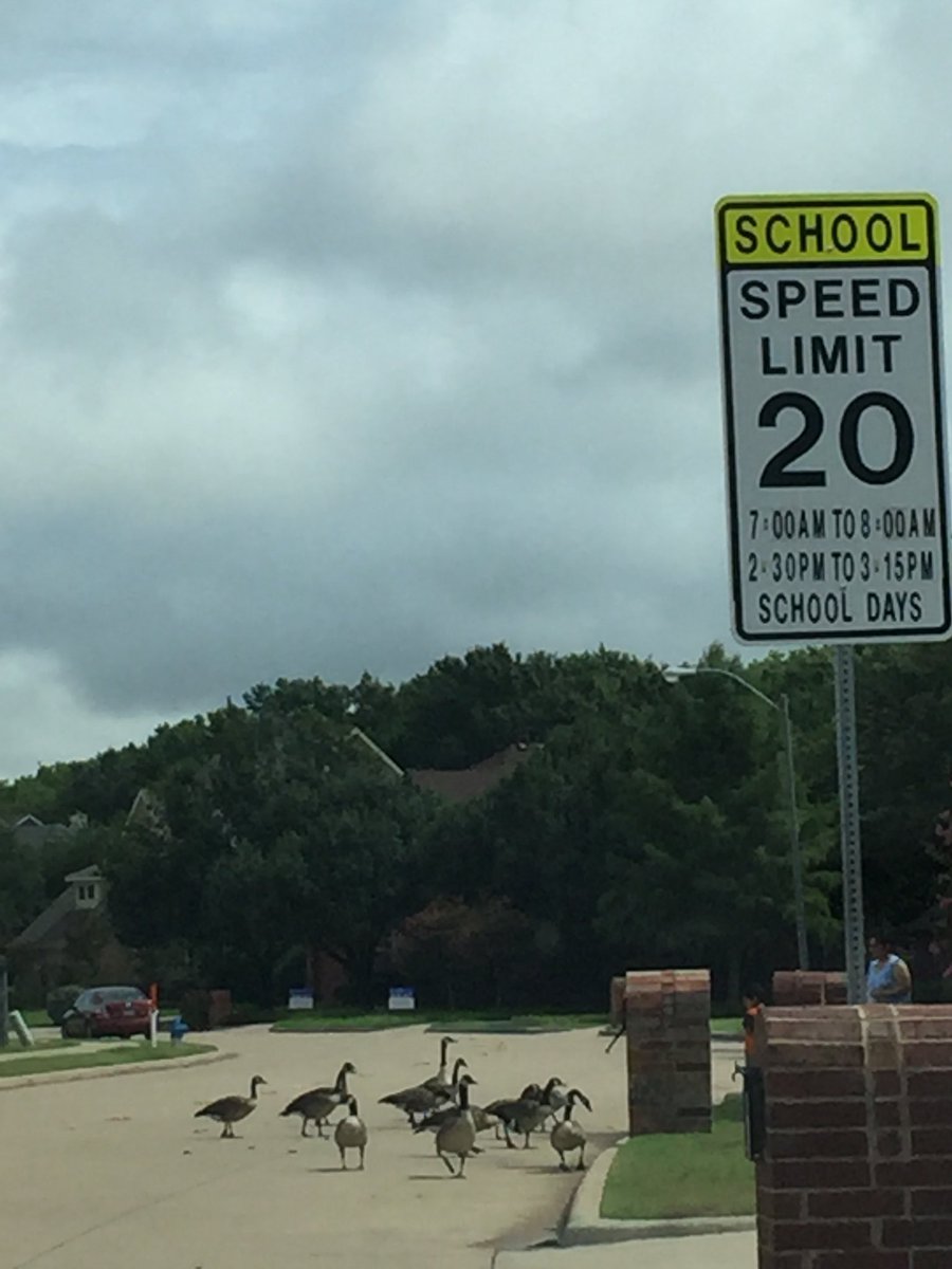 Even this gaggle of geese know it’s time to go back to school!  Watch those school zones ... you never know who might be crossing!