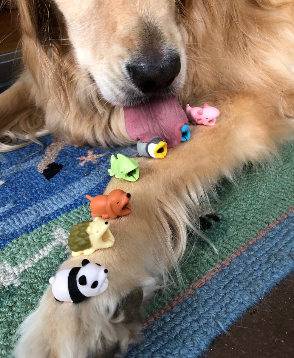 hi fren. 🐶 tweet media