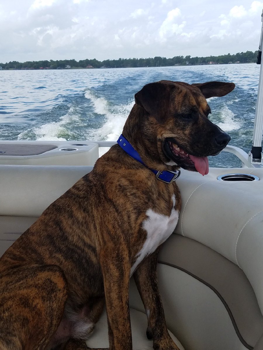 KellyDworaczyk's tweet image. KHS Comfort dog is enjoying his last days of summer. @HumbleISD_KHS #laketherapy