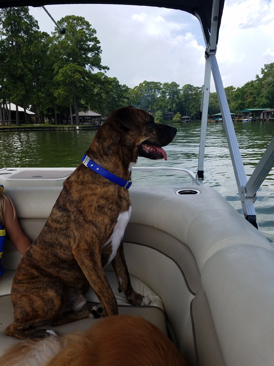 KellyDworaczyk's tweet image. KHS Comfort dog is enjoying his last days of summer. @HumbleISD_KHS #laketherapy