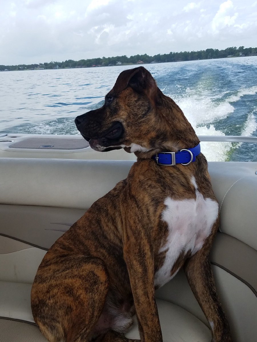 KellyDworaczyk's tweet image. KHS Comfort dog is enjoying his last days of summer. @HumbleISD_KHS #laketherapy