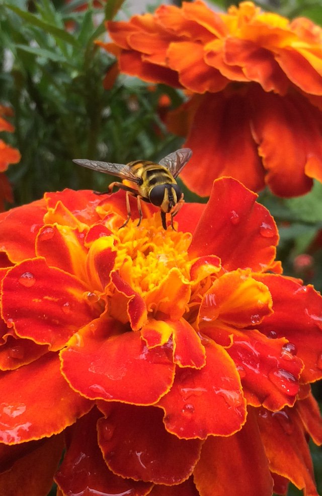 EnergyGardenLDN's tweet photo. There's a buzz about Whitechapel but it's not what you think! There are seven beehives on a Mosque in East London, housing over 400,000 bees! https://t.co/QVDdWQGhk0 #Bees #BeeInTheCity #UrbanBees #EverydayActivism #UrbanGarden #TransformForLondon https://t.co/Q1JfLpEEDQ