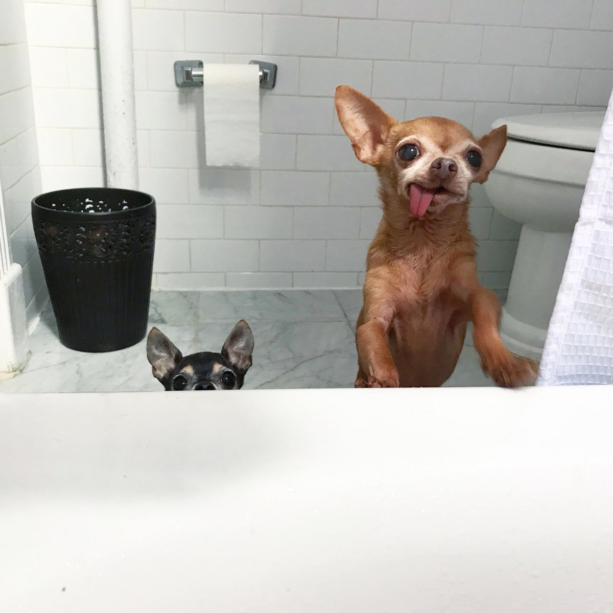 [dad @jowayyy taking a bath] R U OKAY DO U NEED US 2 CALL SOMEONE?! 🚫🛁🚫 #bathsarebad #thisisterrible #whodidthistoyou 🚨 🚨 🚨 #mervinthechihuahua with @thelittlestjack