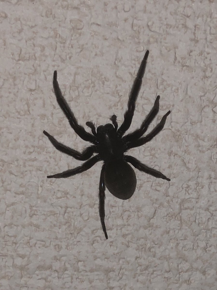 ジェットダイスケ 昨夜ベランダに干してたtシャツから家に侵入を果たした蜘蛛 あまりにもツヤツヤなビロードみたいな黒いもので驚いたのですが クロガケジグモという種でしょうか 腕がマッチョであまり和風な感じがしない けっこう大きいし T