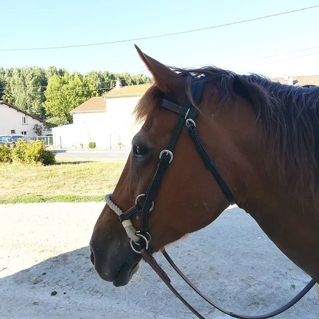 CavalierreRando's tweet photo. Test du jour : le sidepull. Une jument au top en balade, qui me semble très bien avec.
Reste à savoir le régler correctement. Des conseils?
#happy #poney #pony #cheval #horse #sidepull #equestrian #cavalierre https://t.co/LgdQAhfOW2 https://t.co/RXdttqy9Pf