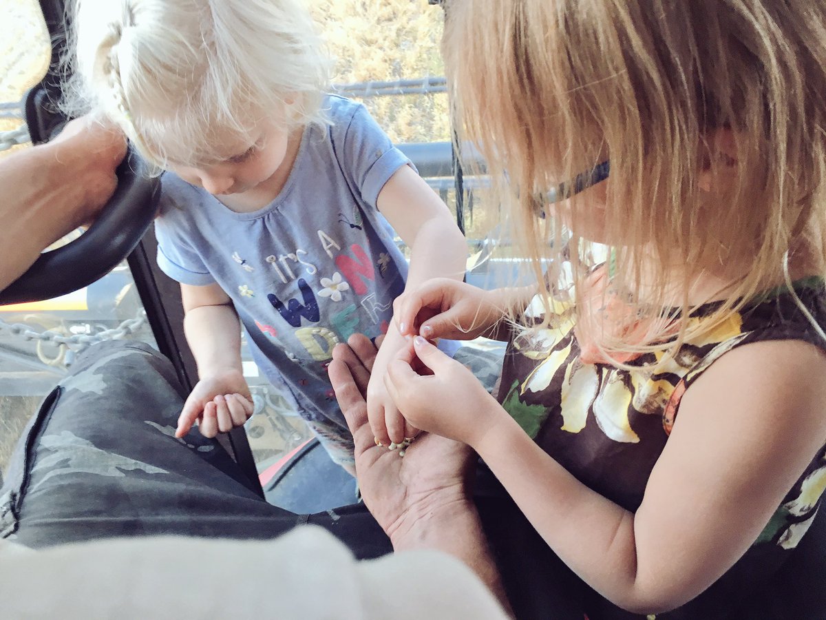 MegzReynolds's tweet photo. Eating lentils right out of Daddies hand that were harvested moments ago 😊

We do not fear letting them eat right out of the combine because we know &amp; science has proven that with our farming methods we grow safe, healthy &amp; nutritious food! 

#foodnotfear #askafarmer #harvest18 https://t.co/SewXnGEUSS