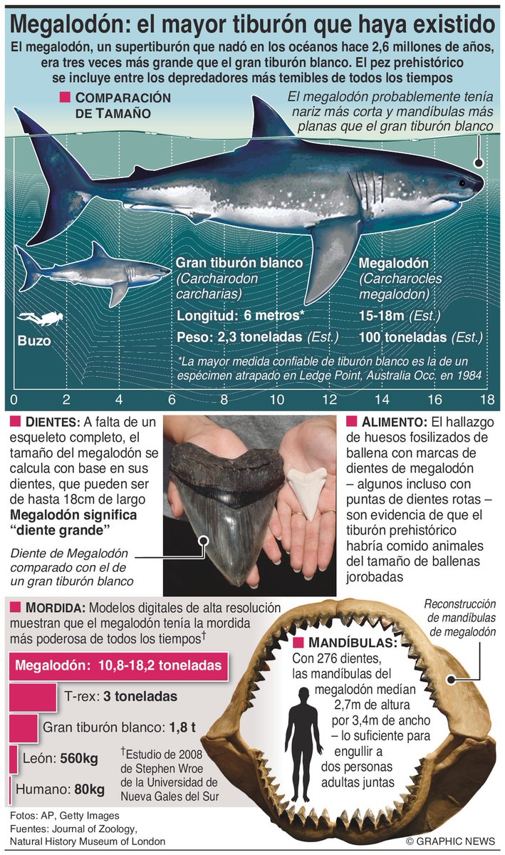 Infografía El #megalodón era un supertiburón, tres veces mayor que el gran  tiburón blanco. Nadó en los océanos hace 2,6 millones de años. El pez  prehistórico se incluye entre los depredadores más, image size:709x1200