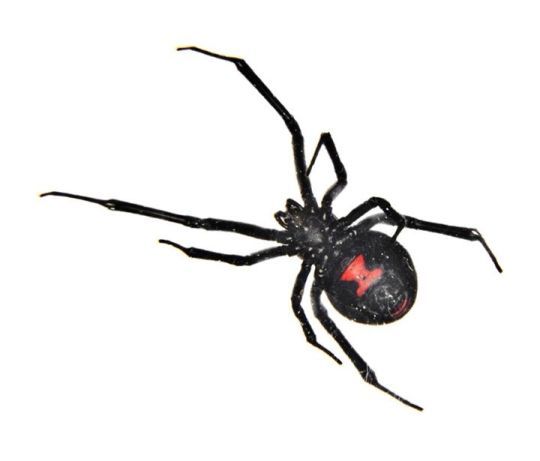 BO49's tweet image. I killed a black widow with a baseball bat last night…
Does that make me guilty of arachnicide and...