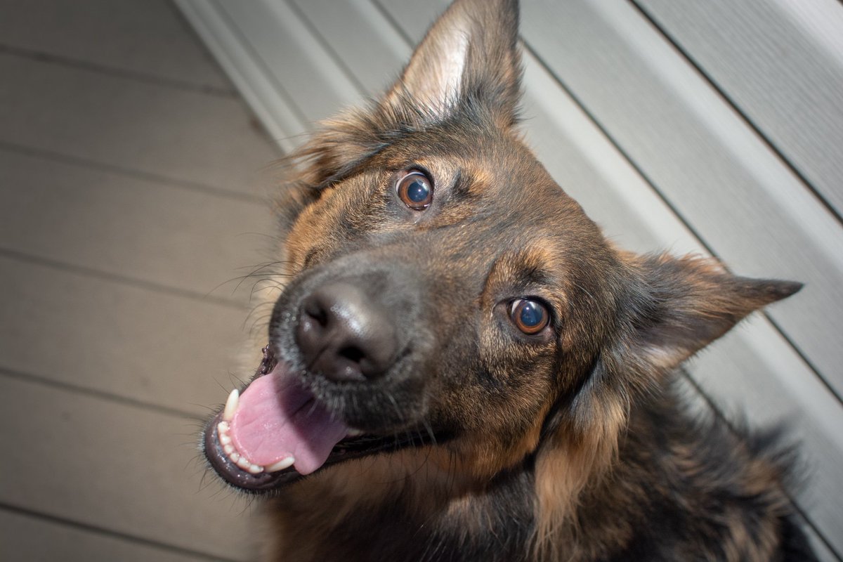 CCO_Photo's tweet photo. I can't get enough of her sweet face <3

#amateurphotographer #photography #doglover #GSDRescue #rescuedog #adoptdontshop #puppeh #furbaby #OurKidsHave4Paws #animalpic #dogpic #dogdays #dogsofinstagram #dogsoftwitter #dog https://t.co/dhPVPT73zh