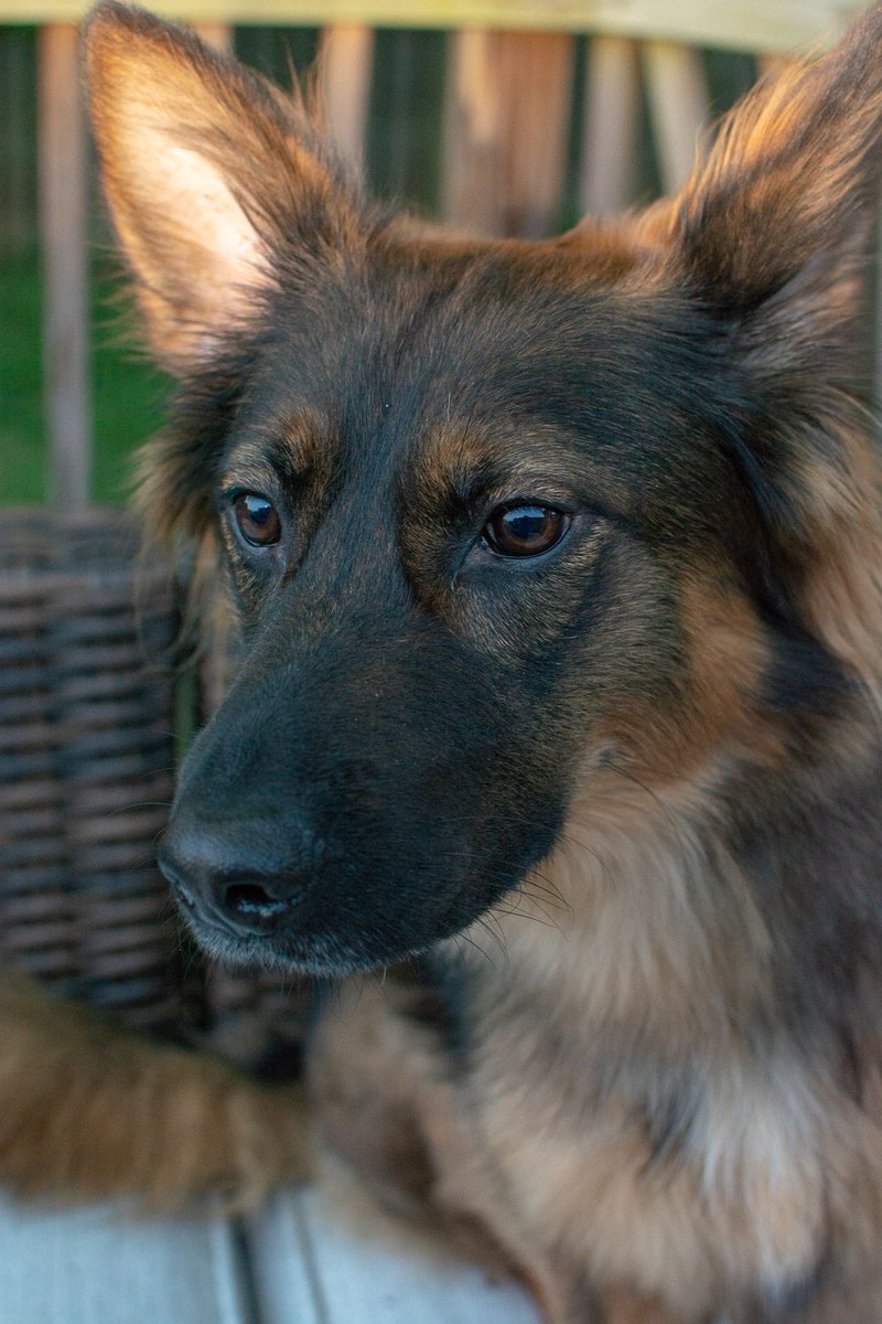 CCO_Photo's tweet photo. I can't get enough of her sweet face <3

#amateurphotographer #photography #doglover #GSDRescue #rescuedog #adoptdontshop #puppeh #furbaby #OurKidsHave4Paws #animalpic #dogpic #dogdays #dogsofinstagram #dogsoftwitter #dog https://t.co/dhPVPT73zh