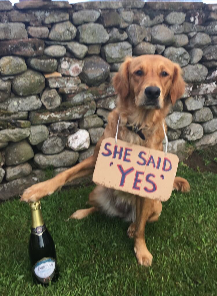hollyyjacksonn's tweet image. And if I wasn’t already convinced by his proposal... 

How could I ever say no this ❤️❤️❤️

#goldenretriever #proposal