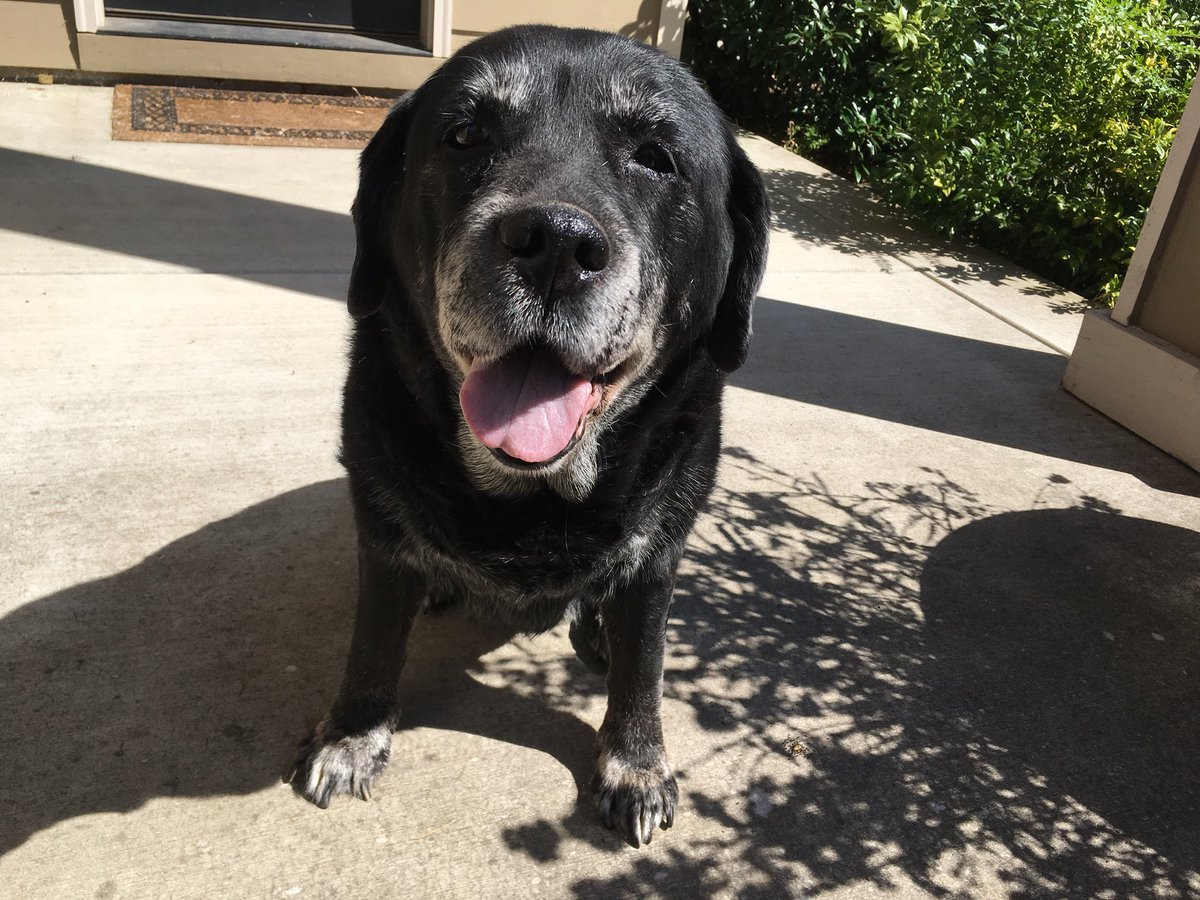 DSABrandonG's tweet photo. All Misty wants for her 14th Birthday is to be on @dog_rates https://t.co/2RJYBqg1vN