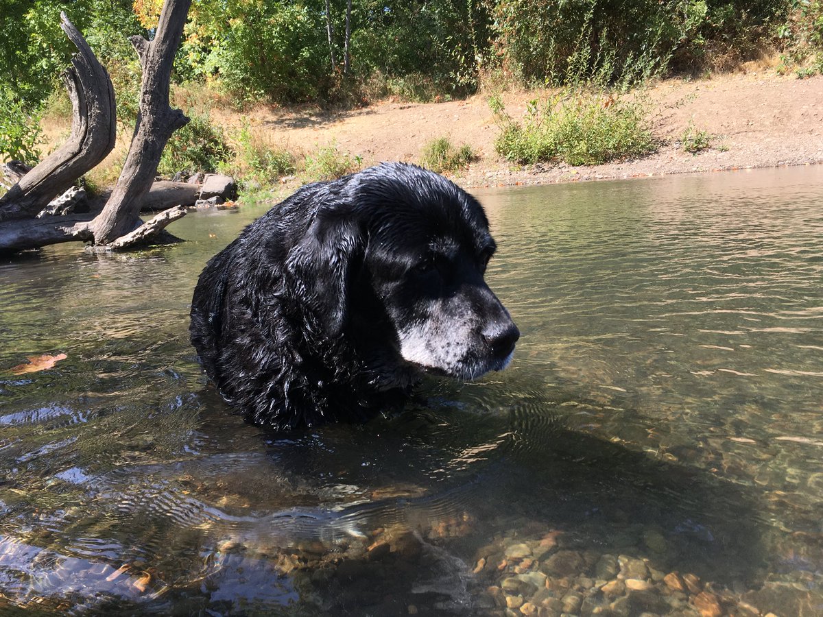 DSABrandonG's tweet photo. All Misty wants for her 14th Birthday is to be on @dog_rates https://t.co/2RJYBqg1vN