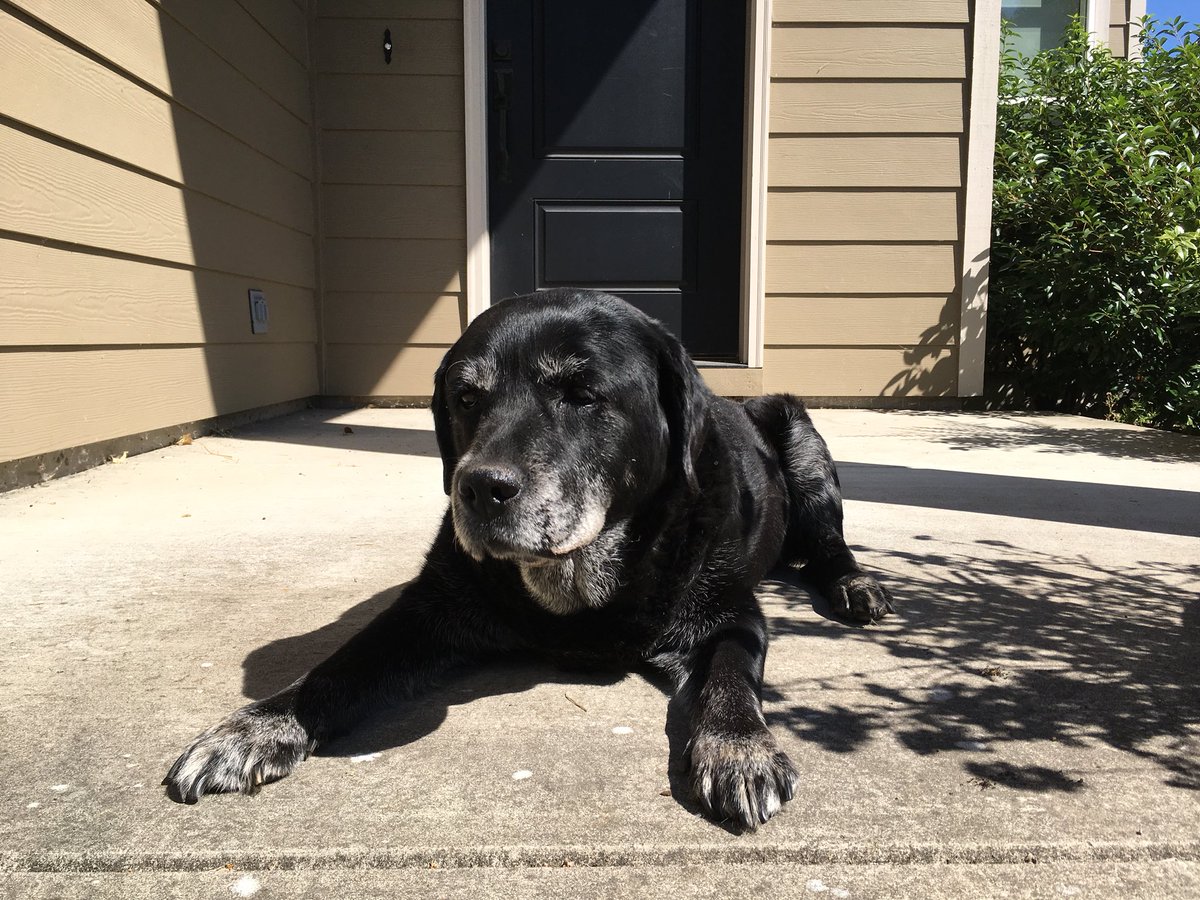 DSABrandonG's tweet photo. All Misty wants for her 14th Birthday is to be on @dog_rates https://t.co/2RJYBqg1vN