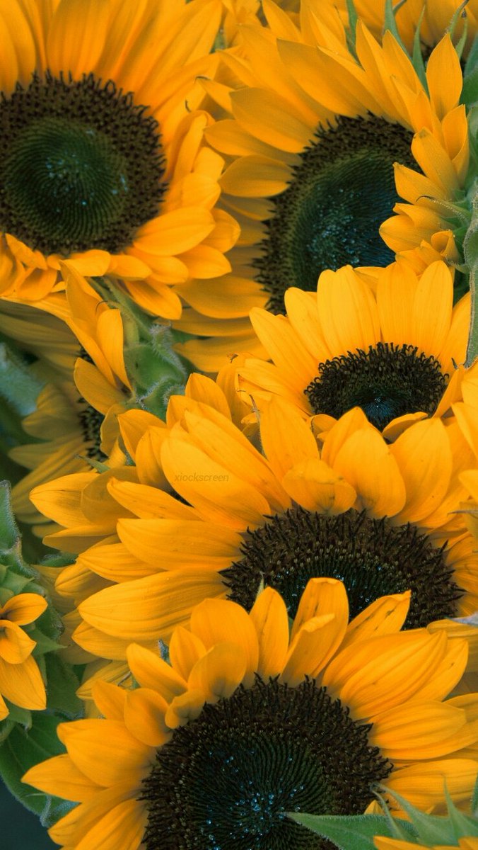 xiocks's tweet image. girassol 🌻
rt se salvar / fav se gostar 🌿
/ness