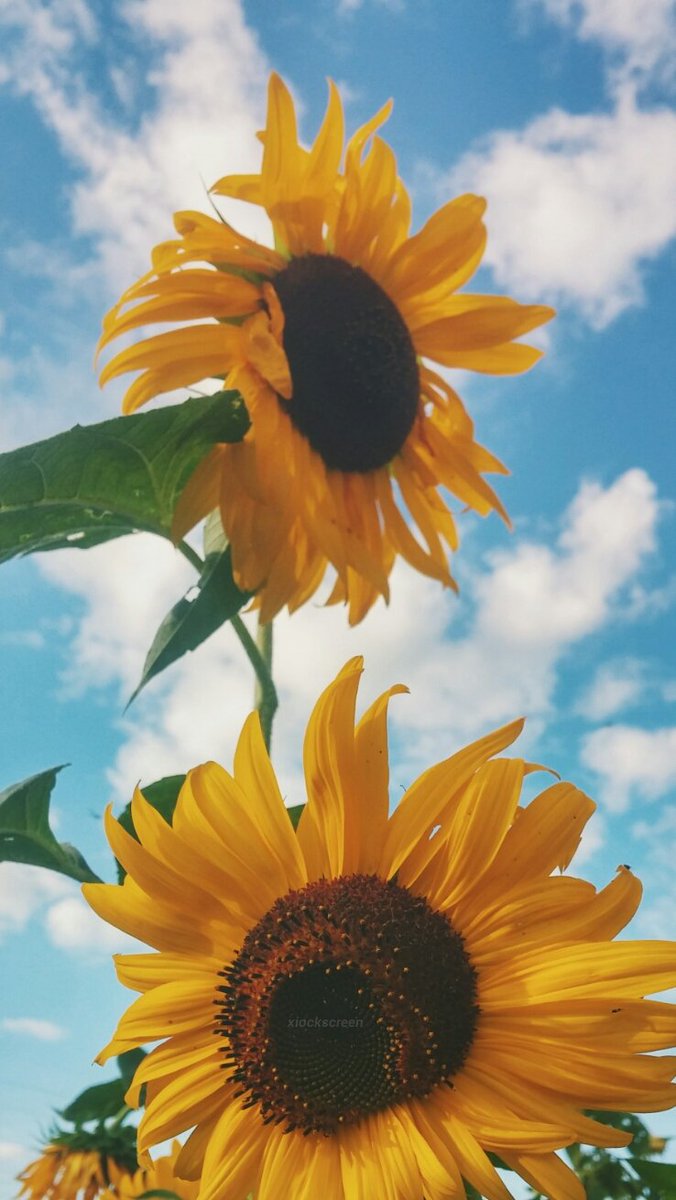 xiocks's tweet image. girassol 🌻
rt se salvar / fav se gostar 🌿
/ness