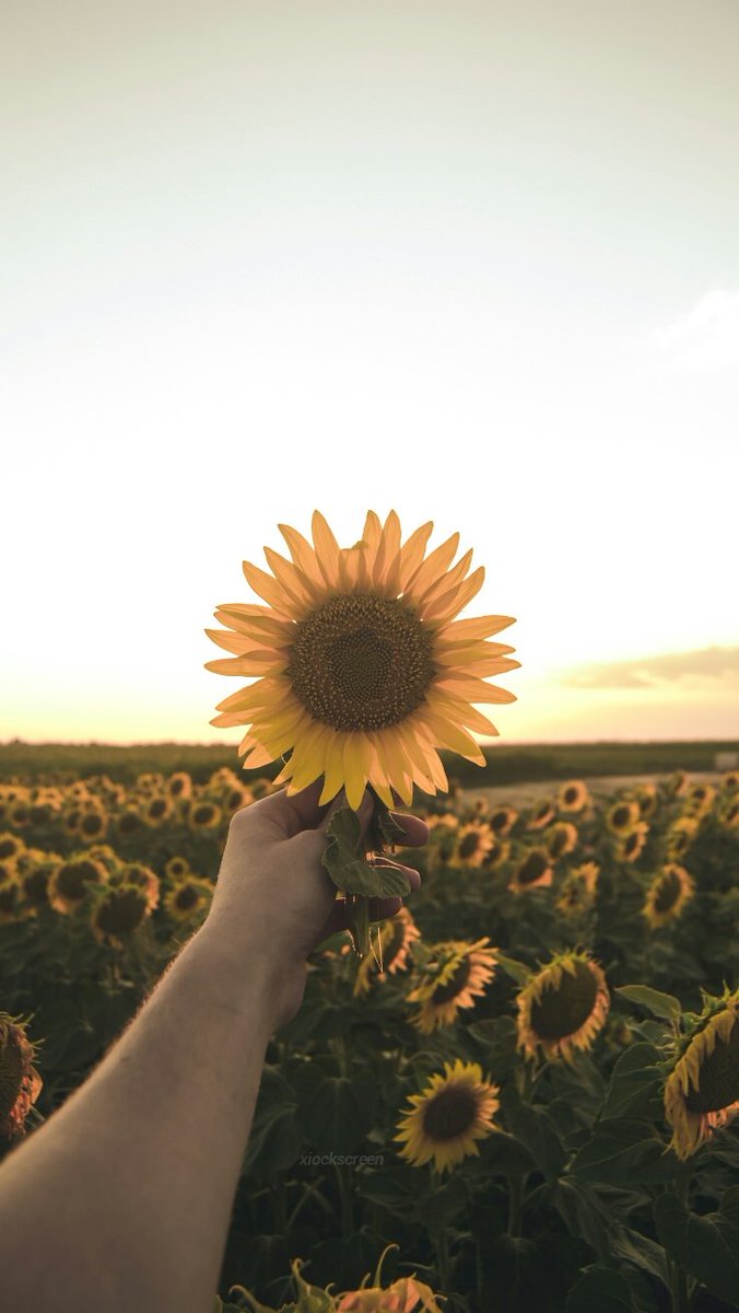 xiocks's tweet image. girassol 🌻
rt se salvar / fav se gostar 🌿
/ness