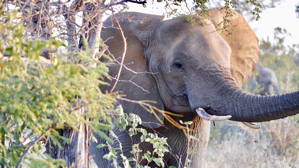 BindiIrwin's tweet photo. Wishing you the happiest #WorldElephantDay 💛 These gentle giants deserve our love and protection.
We must treasure every animal life, it’s time to ban ALL trophy hunting. https://t.co/HdMPRwQiuZ