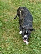 LostDogsIL's tweet photo. Home at last! Medusa - Pit Bull Bullmastiff from #Fieldon #IL is home safe & sound. Missing 08/11/2018. Reunited 08/12/2018. Welcome home Medusa! https://t.co/KUAX5wfAX2