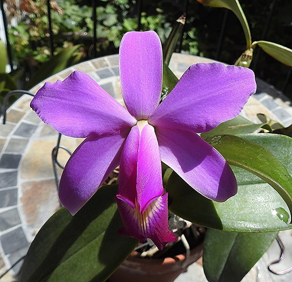 OdMorchid's tweet photo. #Cattleya violacea , #Vandaenopsis Irene Dobkin, #Phalaenopsis tetraspis 'C1'
#Orchidée d'un membre OdM/ OdM member #orchid
#Photo #Pic #flower #fleur #mtl #qc https://t.co/SIexZLfet3