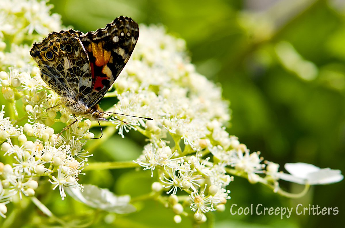 CoolCcritters's tweet photo. A colourful #garden visitor #butterfly #insect #garden #flowers #pollinators https://t.co/qqDcQduViB