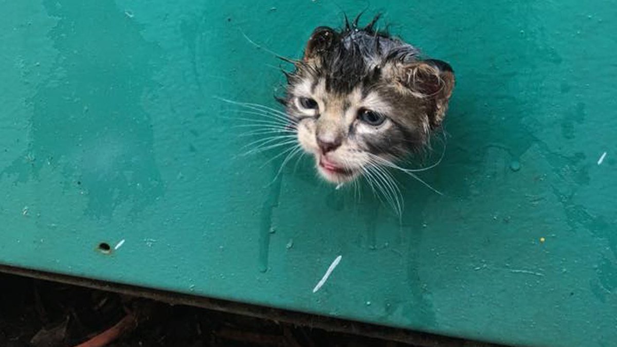 Florida firefighters rescue kitten whose head got stuck inside generator bit.ly/2B4ismL https://t.co/nPKAIrjw6c