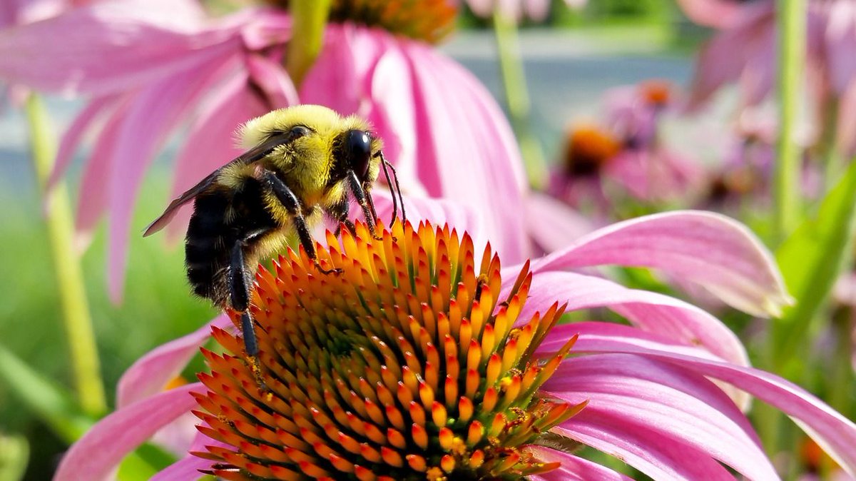 FoE_Canada's tweet photo. The #BumbleBeeCount aims to raise awareness about the importance & conservation of over 40 species of #BumbleBees. They are crucial #pollinators. Because they are capable of buzz pollination, they are particularly effective at pollinating wildflowers, fruits & vegetables. https://t.co/KbC6YoYhGn