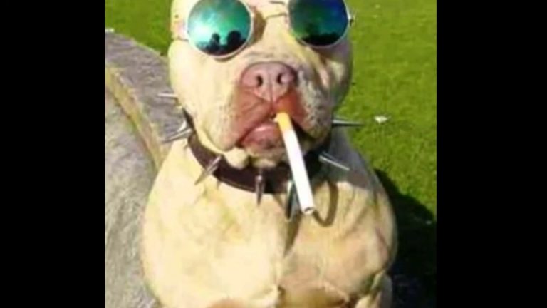 прикольные видюхи для ватсапа. смешные ролики для ватсап. интересные короткие видеоролики. смешные видеоролики для ватсапа. приколы разные смешные для ватсапа.