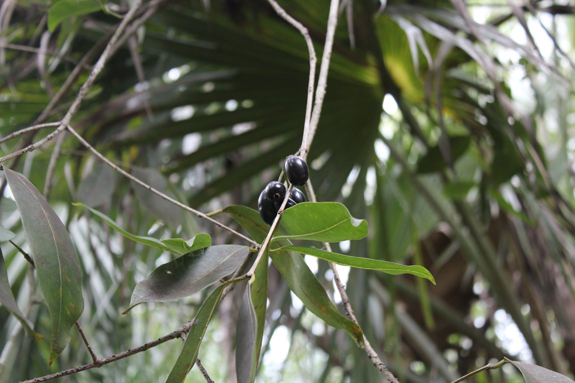 ahtahthiki1's tweet photo. Java plums are ripe along our #beautifulboardwalk! https://t.co/OGsddy5sbf