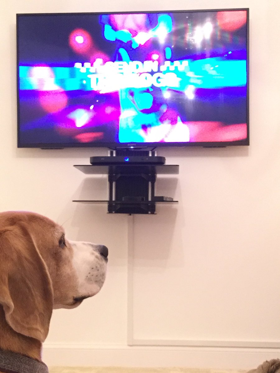 Baxter enjoying an episode of the police dog series ‘Send in the Dogs’ on ⁦@SkyWitness⁩ He’d love to sniff out an offender with that big Beagle nose. #sendinthedogs #baxterthebeagle #sniffer-dogs