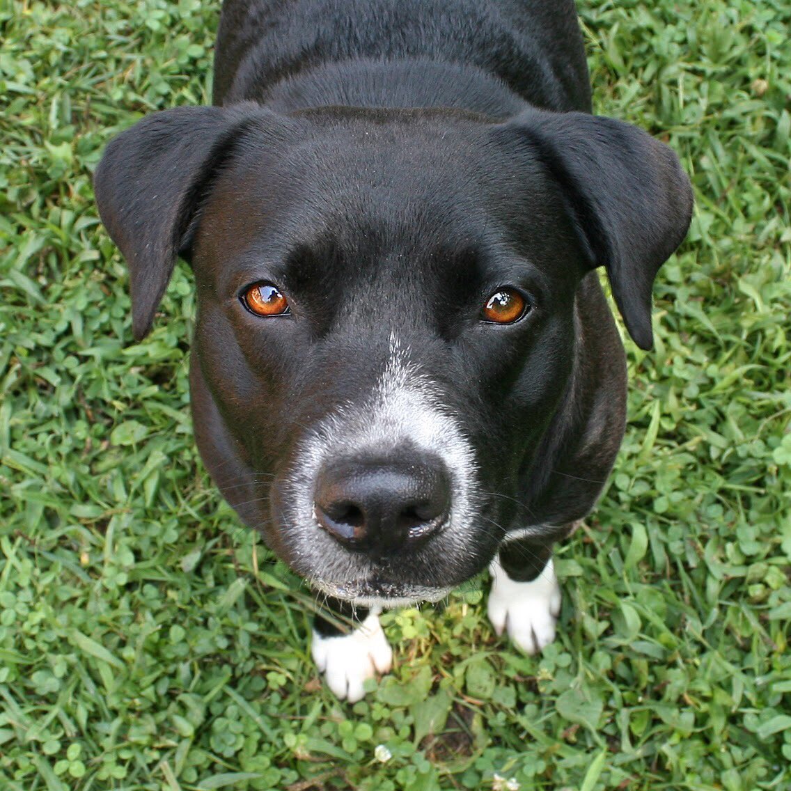 SCCAdoptionCtr's tweet photo. I’m Ava, a 3-year-old #mutt. Something you may not know about me is that I’m a #barbecue #connoisseur! I feel very lucky to live near #StLouis, where the #BBQ is so WELL DONE 🥩. It would be great to MEAT you 🍖—call or visit for more info about how to #takemehome! #adoptdontshop https://t.co/mAuHzxhUUT