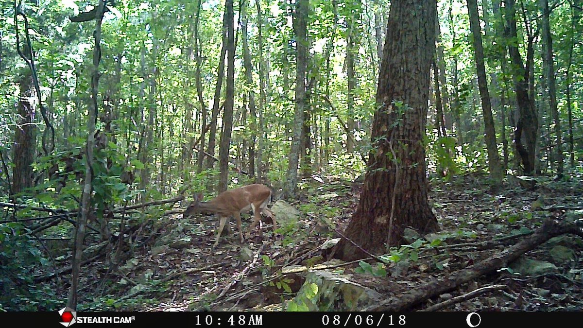 CrossbowKristy's tweet photo. Still had several pretty #does, including #piebald #doe #MsSaddleback, cruising this trail on our #mountainridge property. #MsSaddleback appears to still be #pregnant from the other pics I caught of her, but the others all seem to have had their #fawns. 🤞🏼😊 https://t.co/z03vG9Jt4W