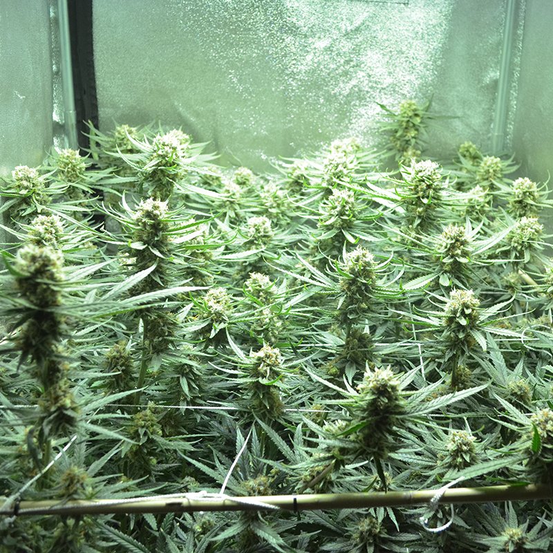 BlackDogLED's tweet photo. What's in your grow? Black Dog LED's PhytoMAX-2 series grow lights. Learn more at https://t.co/lWrwashrKv
#blackdogled #phytomax2 #phytogenesis #ledgrowlighting #indoorgrow #fullspectrumled #whatsinyourgrowroom #led #cultivation #growtent #growkits #growknowledge #soilgrow https://t.co/PfGsXJQO8p